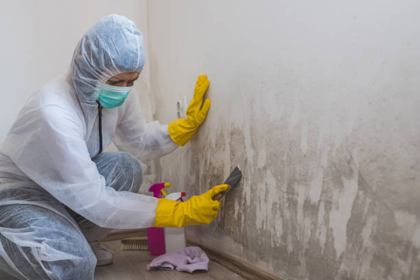 Best Localized Mold Remediation (e.g., coastal areas, humid climates) in Ller, WA