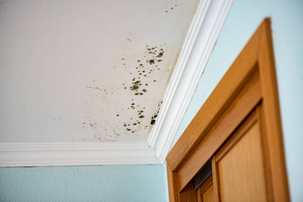  Ller, WA Mold Removal Pros