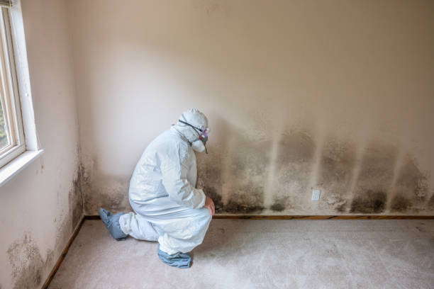 Professional Mold Remediation in Waller, WA