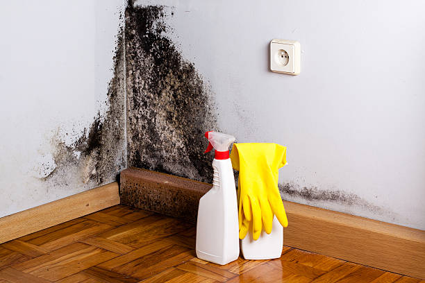 Best Bathroom Mold Remediation in Ller, WA