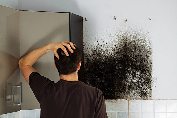  Ller, WA Mold Removal Pros