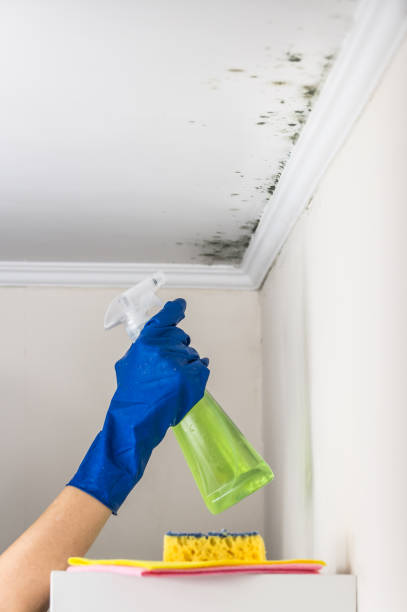 Best Attic Mold Remediation in Ller, WA