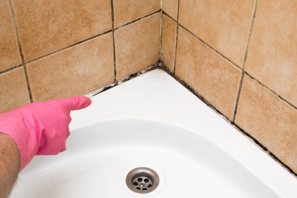 Best Attic Mold Remediation in Ller, WA